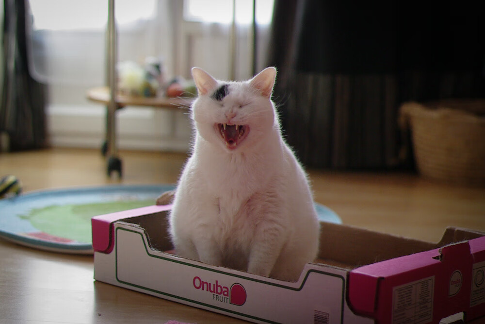 开云中国-全国青少年武术比赛，传承文化彰显力量，青少年武术邀请赛