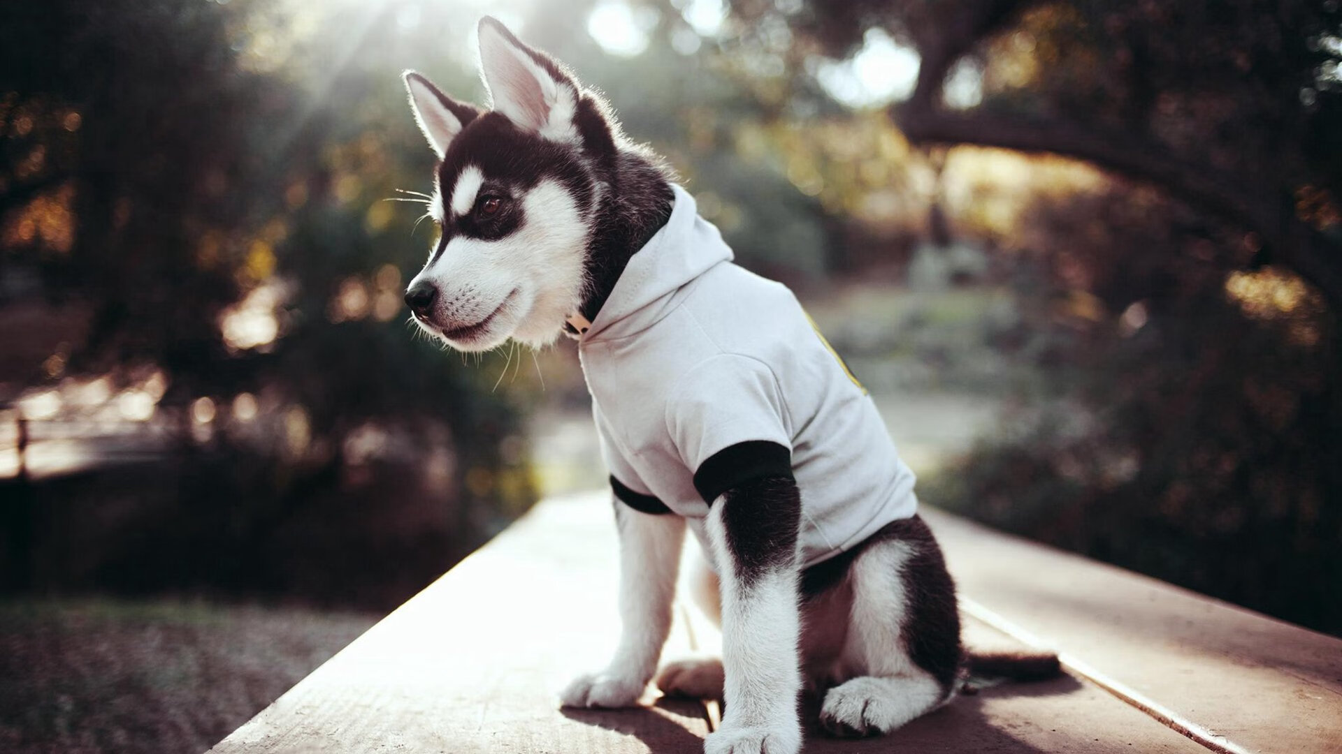 kaiyun中国官方网站-全明星盛典：明星球员的巅峰展示，全明星赛集锦