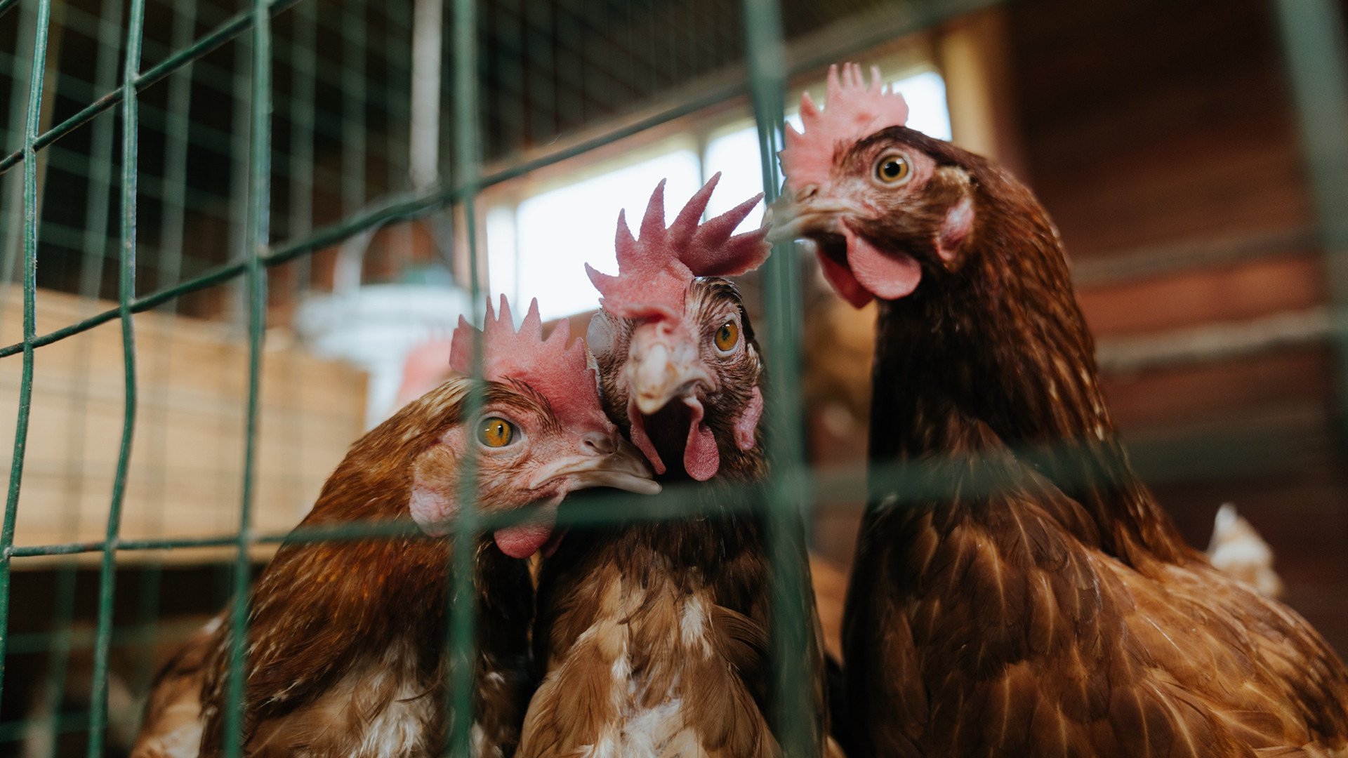 奥运半决赛:阿根廷再战巴西,烽火重燃,奥运会阿根廷夺冠视频