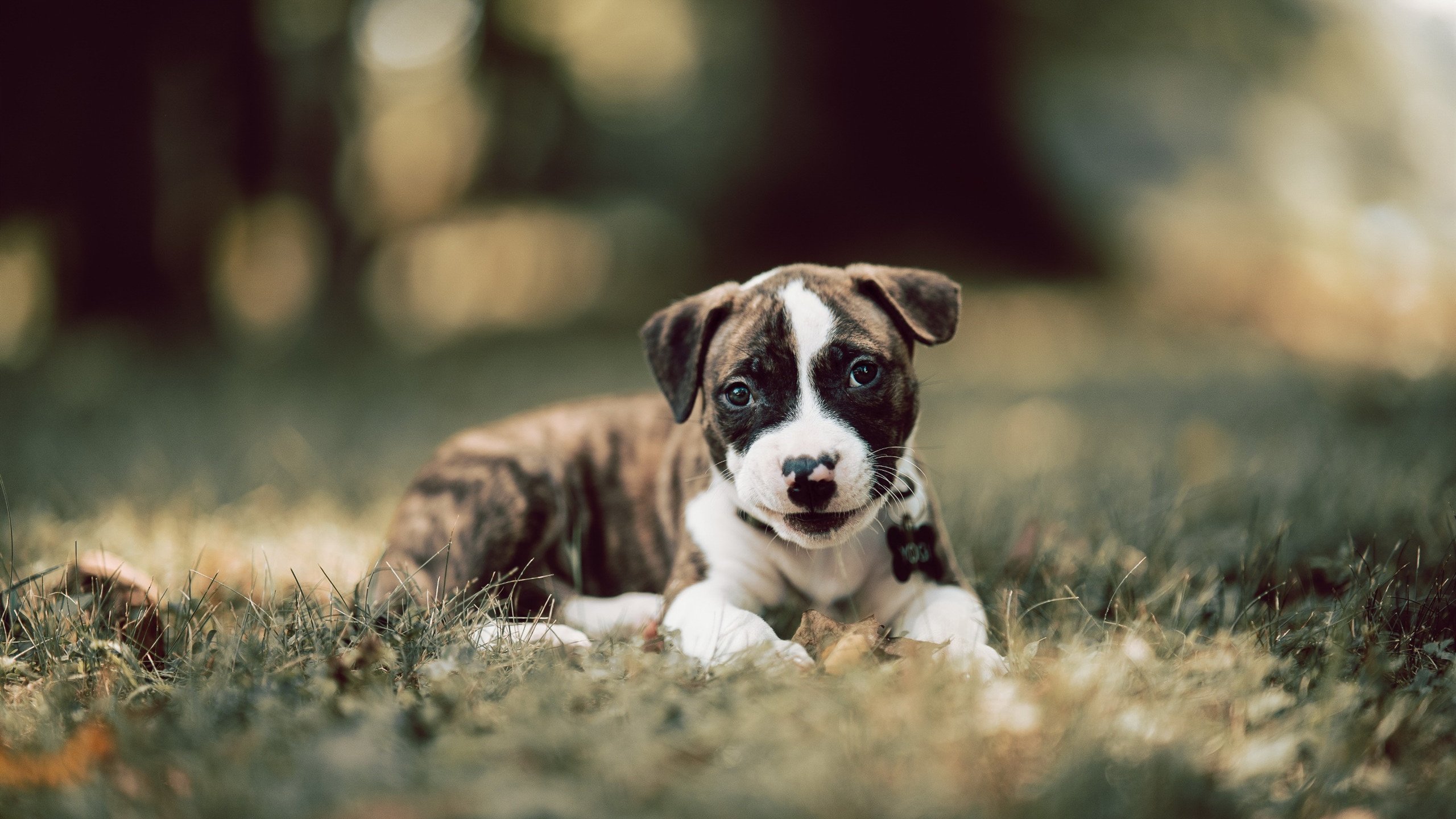 开云官方网站-尼克斯二轮秀爆发成新星，教练称其为“团队心脏”，尼克斯 球员