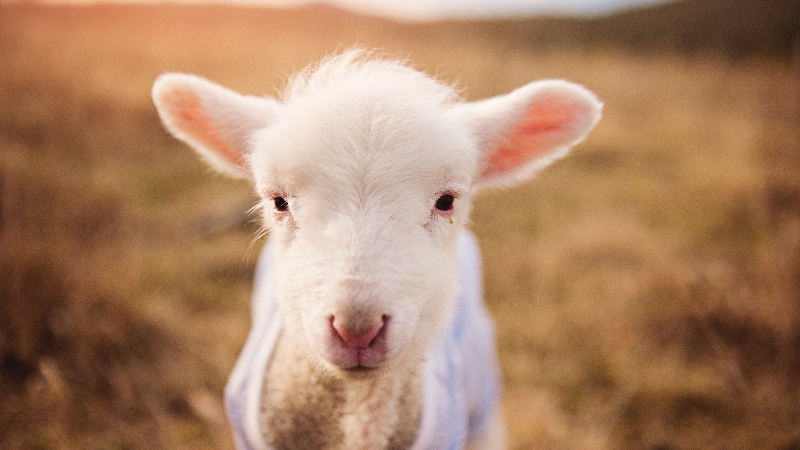 新一轮足球场地普查方案启动,硬件设施逐步完善,足球场场地数据