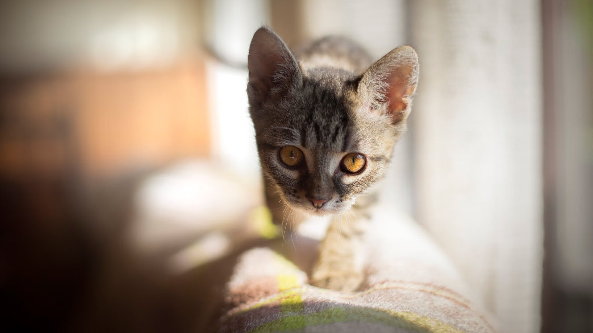 未来联盟：虚拟现实+增强现实打造全新比赛“沉浸体验”，未来联盟第一人