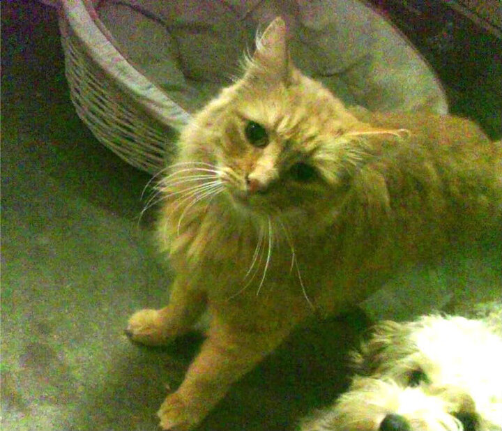 开云网页版-法国反曲弓男女混合队在巴黎奥运会四分之一决赛中惜败韩国，获得第5名