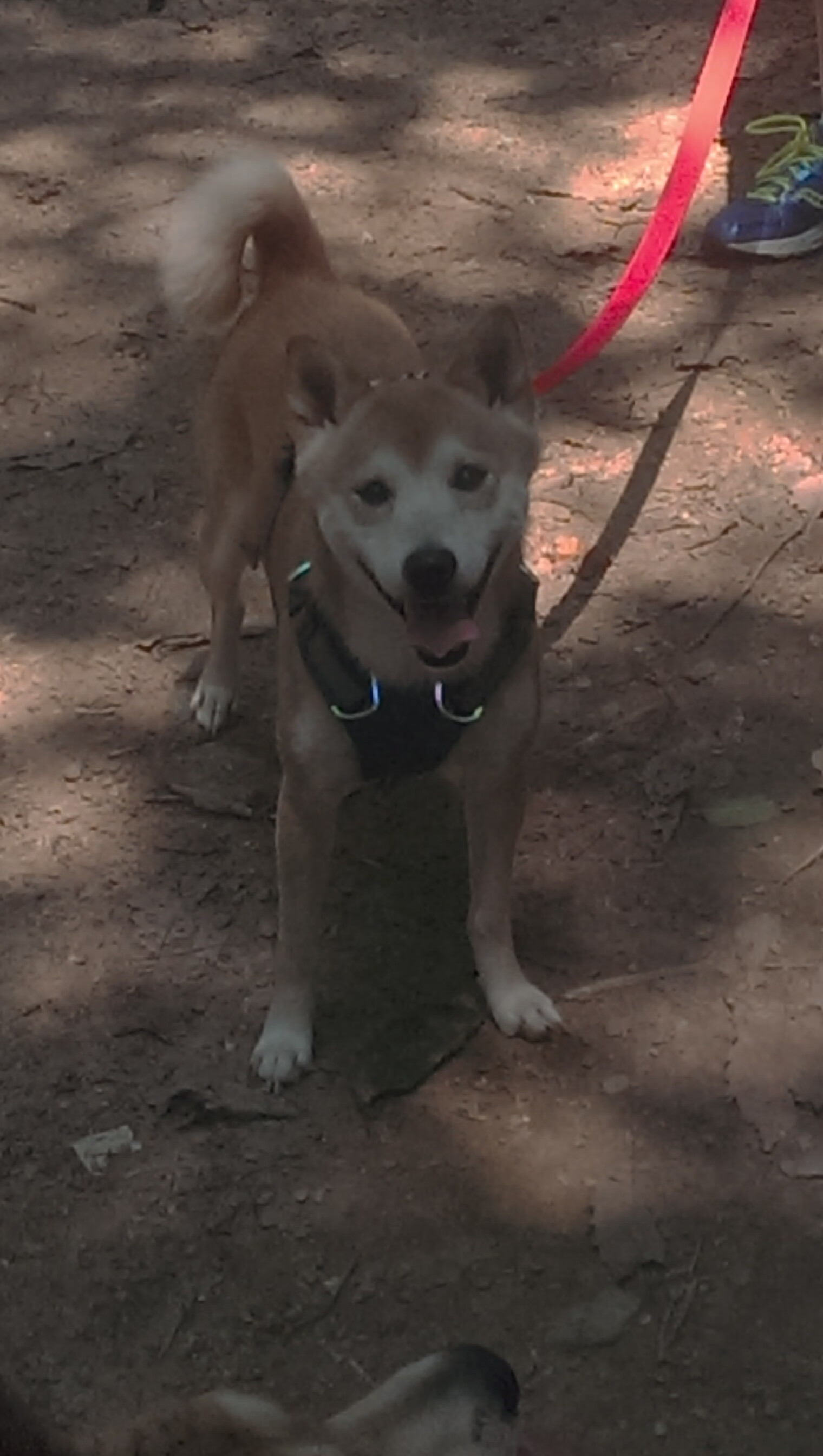 开云网页版-特色城市极限跑酷秀，青年人的街头狂欢，城市极限跑酷游戏