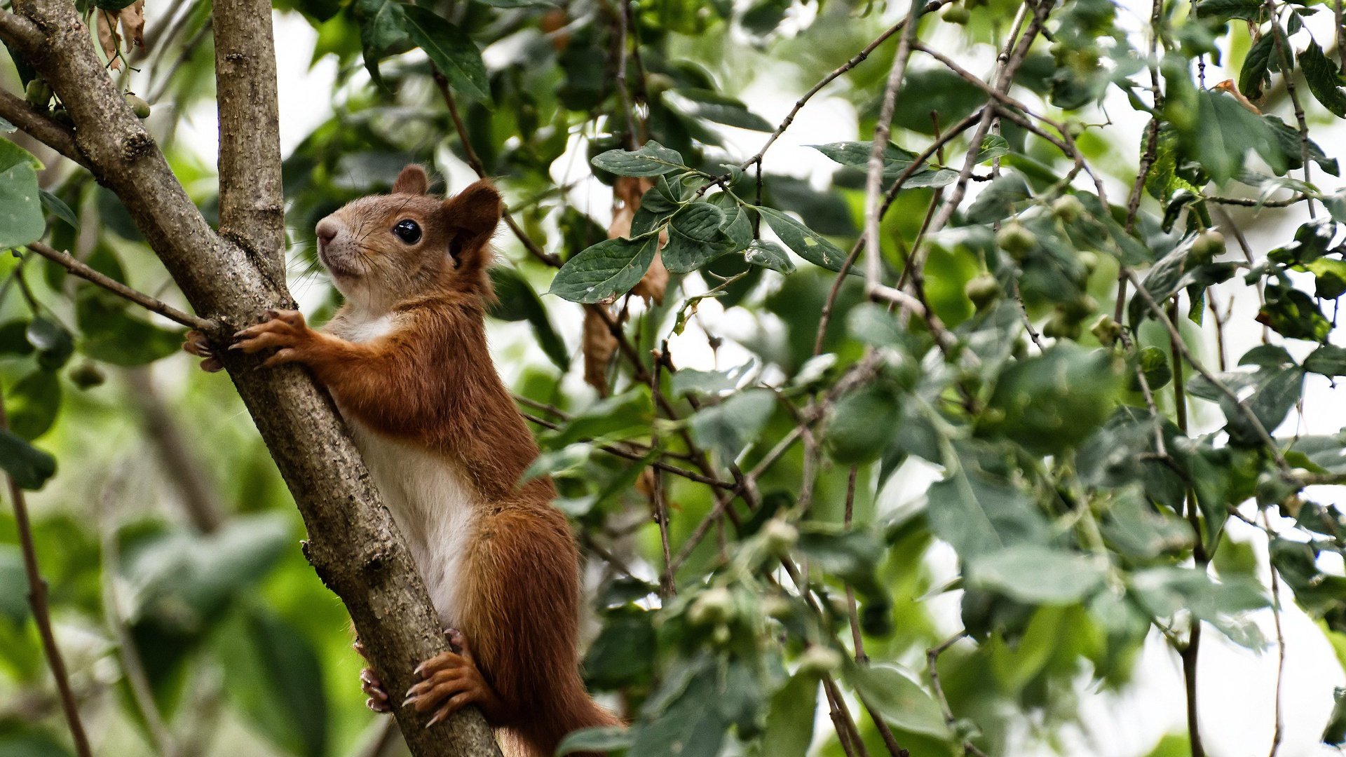 逆境勇士:球队在极端压力下的坚韧表现,逆境反击