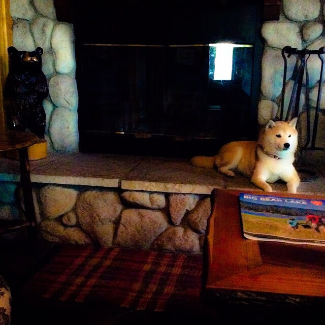 上海久事球队外援表现稳定，上海久事篮球俱乐部外援