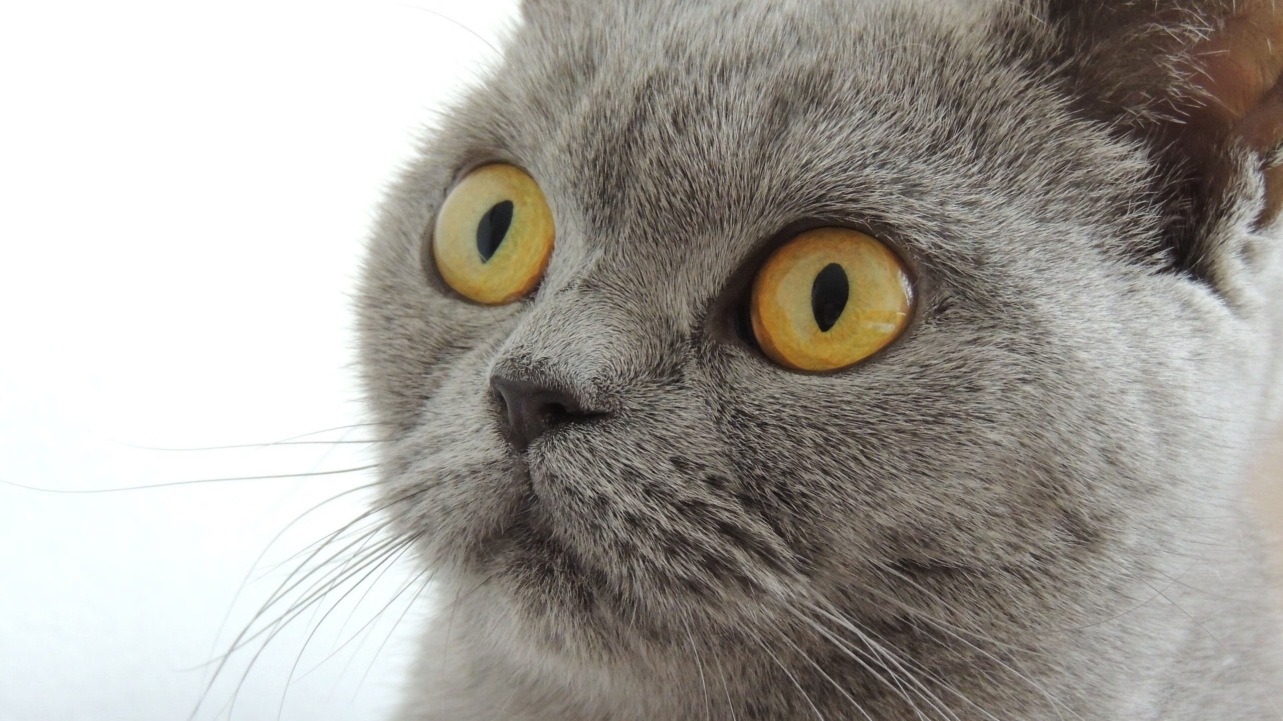 Kaiyun(中国)开云-主帅亲承：西班牙未来仍值得期待，西班牙的未来