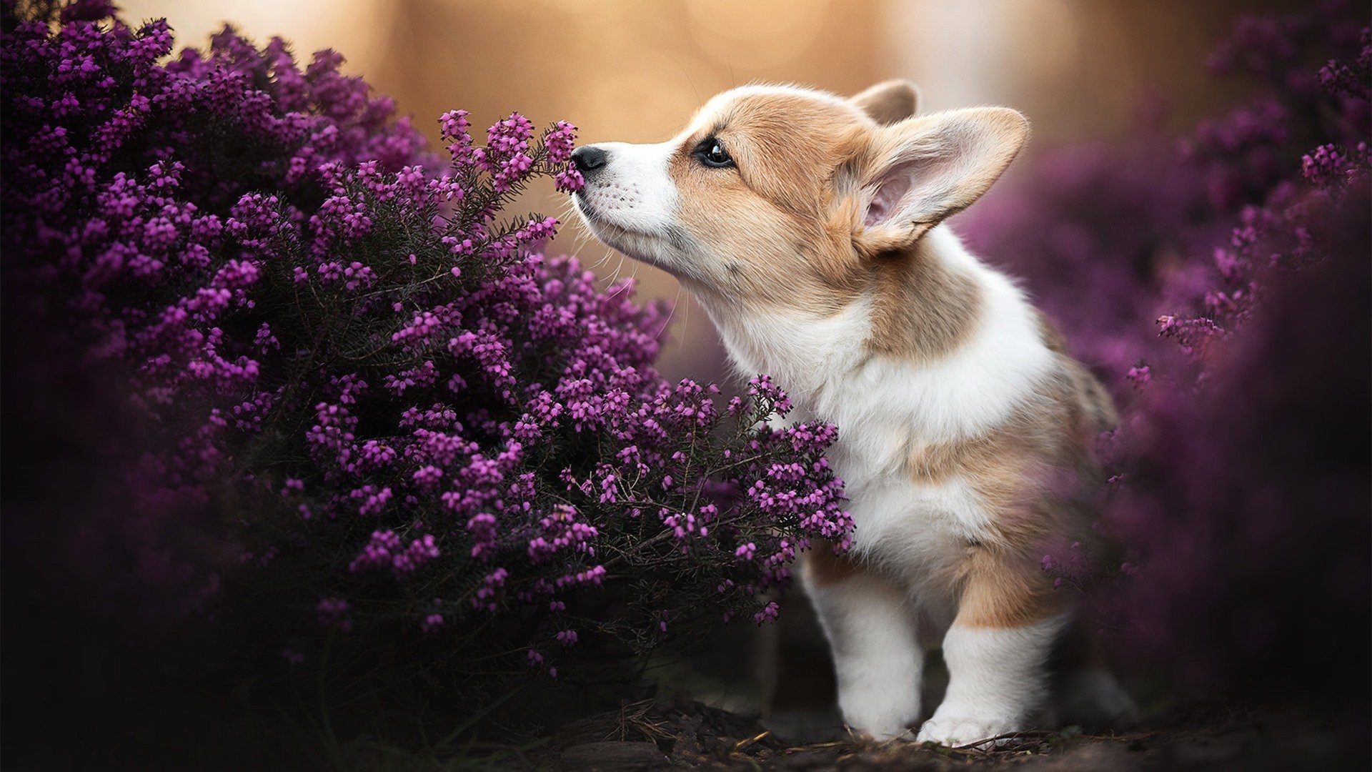 争霸赛激发斗志,女足赛场红红火火,女足比赛2021