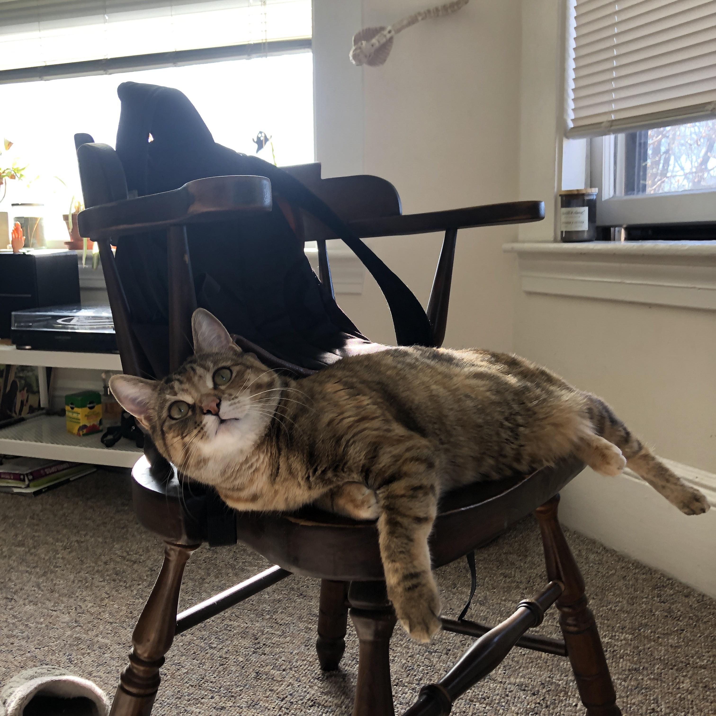 KAIYUN 中国大陆-塞内加尔马术协会出版“Lamb”历史专著，记录赛事发展历程。