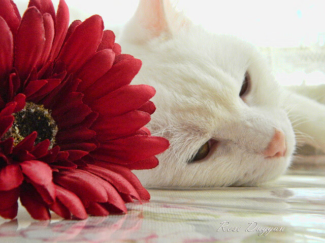 开云入口-太原卡丹虎困境堪忧，联赛越战越危