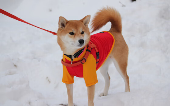开云平台-巴萨客场2-1战胜奥萨苏纳，艰难取胜，巴萨客场2-1战胜奥萨苏纳,艰难取胜的球员