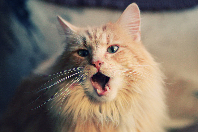 开云中国大陆-焦点奥运四强战前瞻，奥运4强