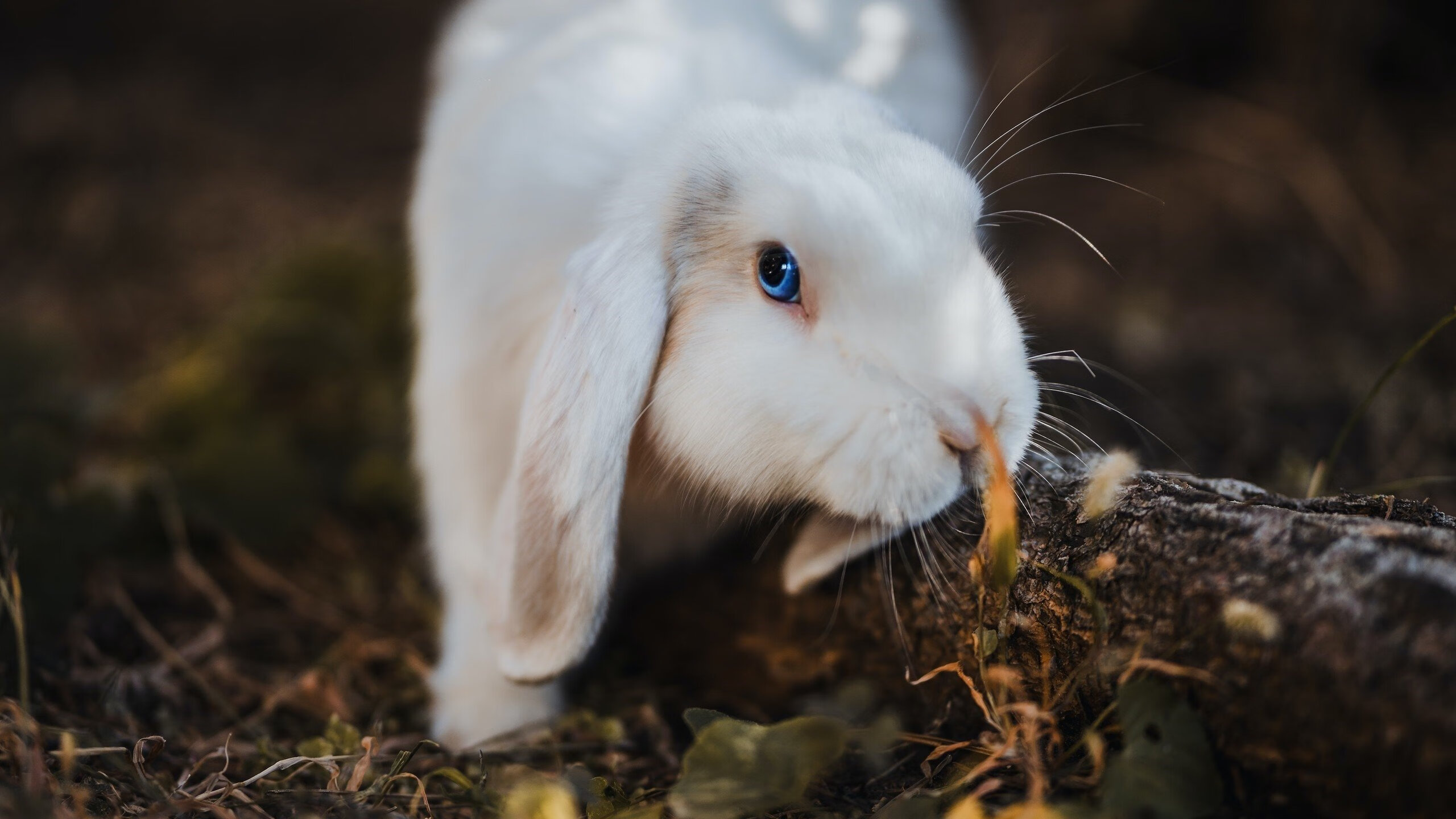 开云网页版-纽卡斯尔联主场1-1战平水晶宫，状态起伏不定，纽卡斯尔联球场