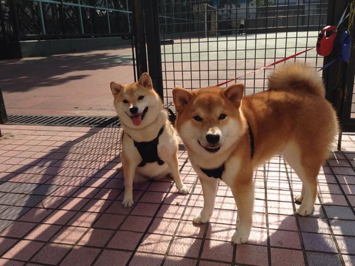 西班牙队在国际篮球场上一展身手,西班牙篮球2021