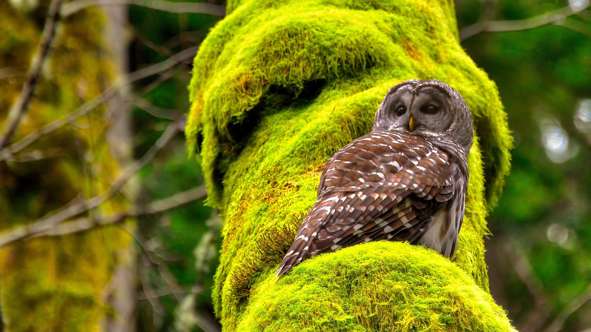 阿根廷对阵智利激战,复仇赛意味浓厚,阿根廷队vs智利队比赛结果