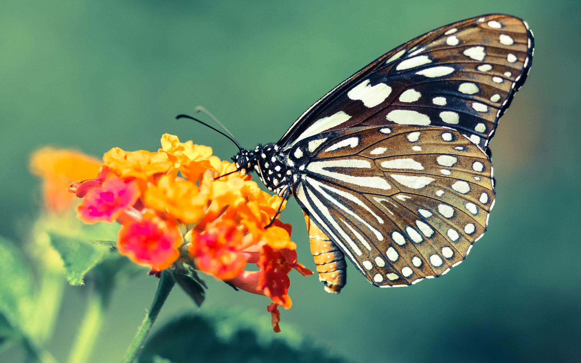 中超球队年度比赛走势变化曲线图，中超球队数据