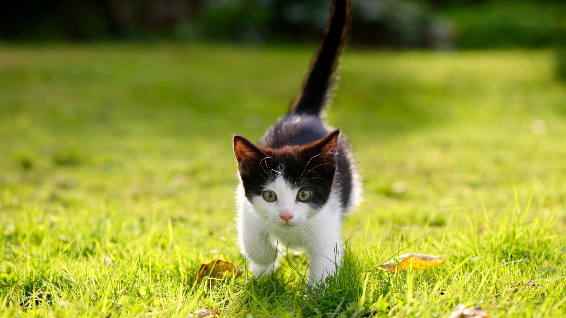 西甲俱乐部粉丝数字画像与商业潜力开发，西甲各队球迷数量