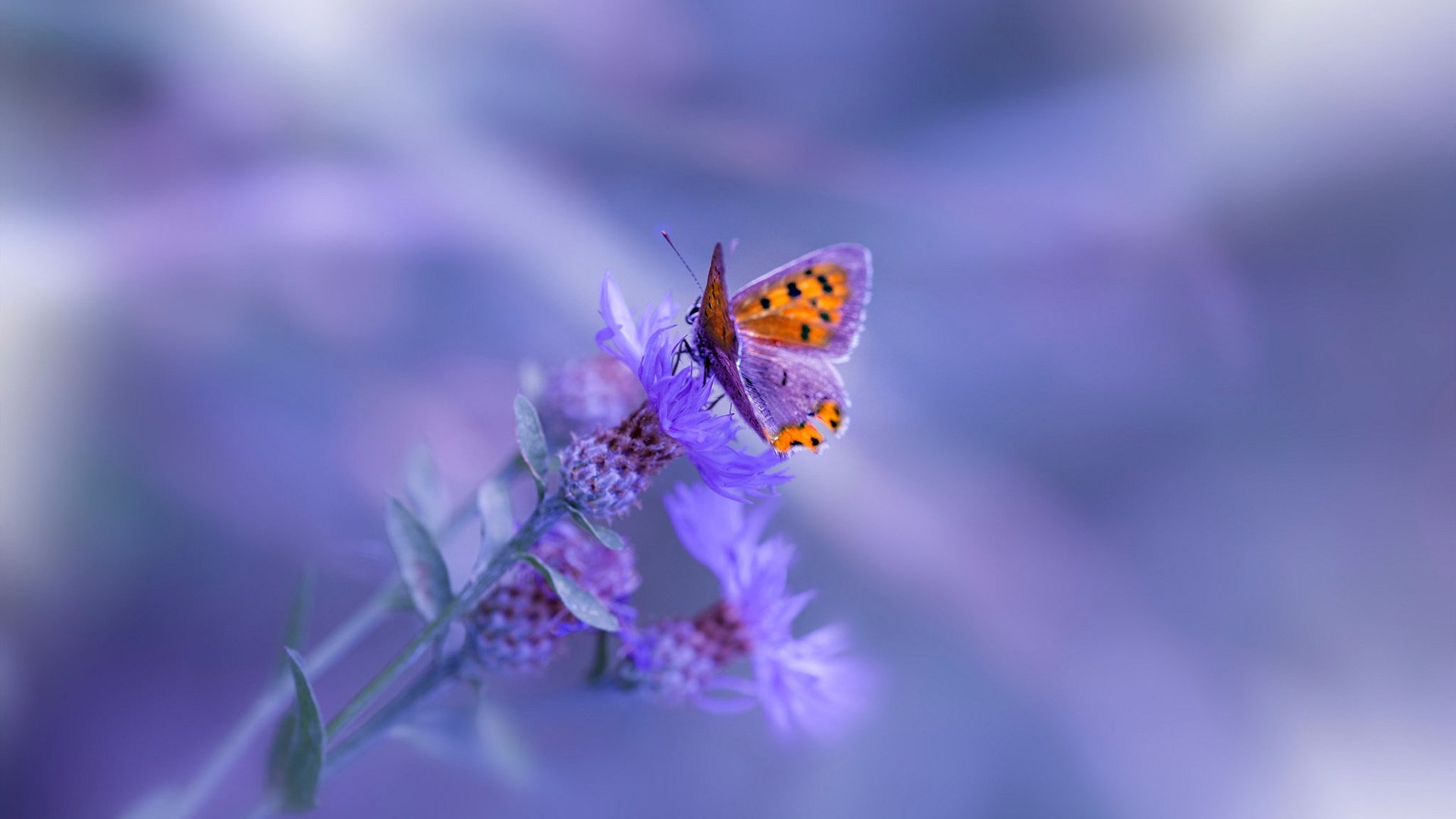 青少年体育活动参与度提升计划,青少年体育活动项目