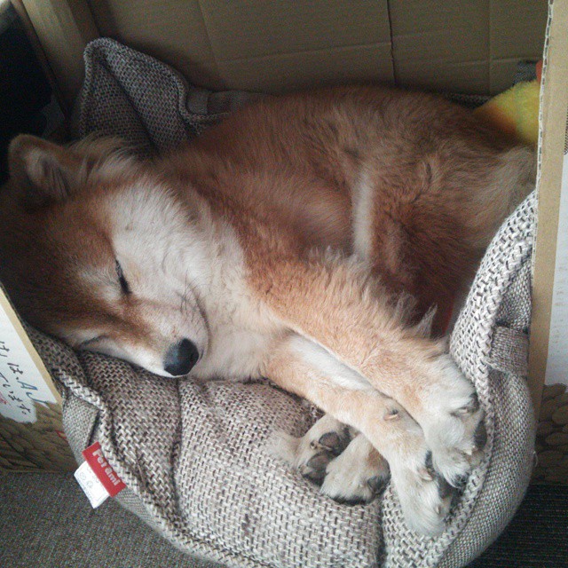 KPL训练内容逐步多元化强化应变能力