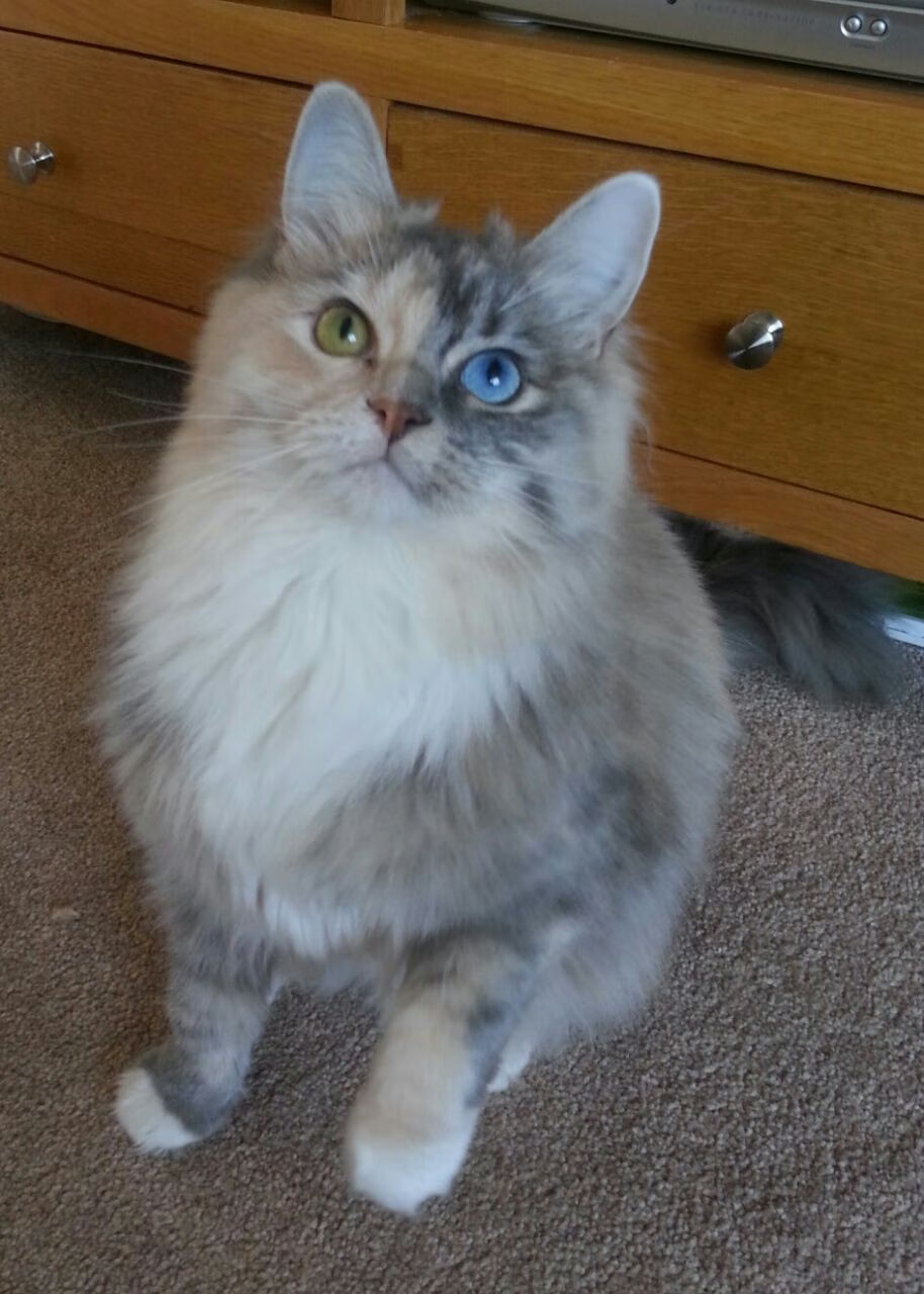 体育新闻中心构建智慧体育场馆互动内容平台，2020智慧体育场馆高峰论坛