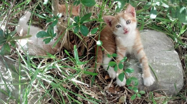 勒沃库森通过中路穿插打破防御铺垫机会,勒沃库森百度百科