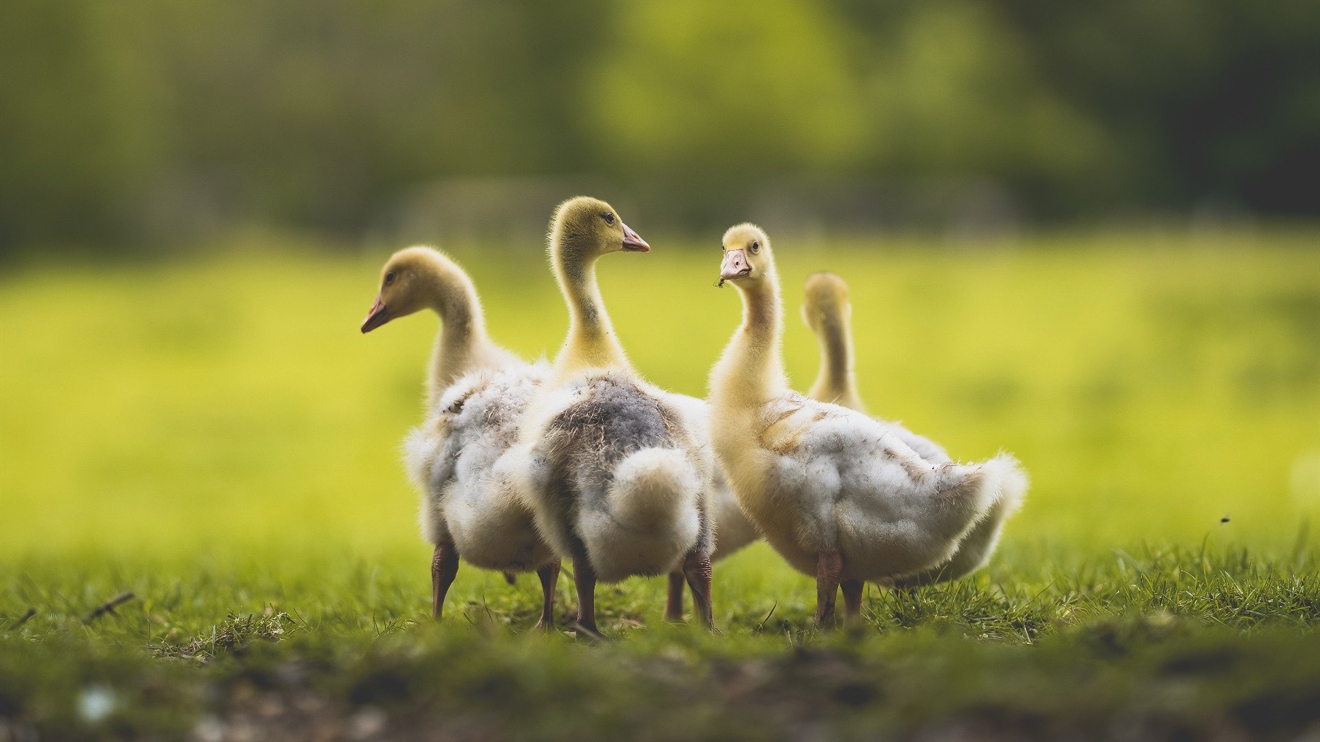 新签赞助商助力球队资金充裕运营环境全面改善,赞助球队能获得什么收益