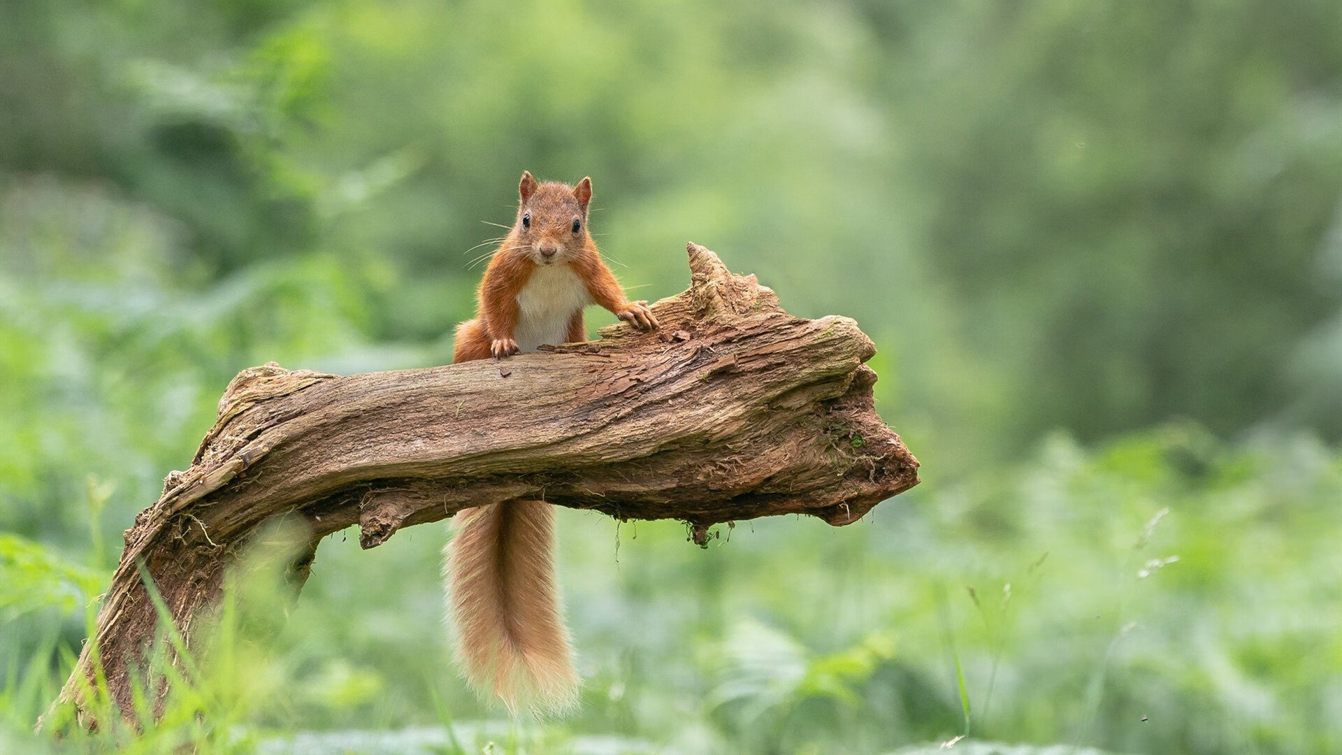 校园足球开展战术角色扮演提高学生技战术理解,足球战术课程