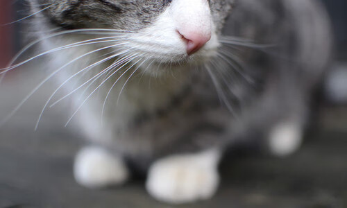 篮网队训练营开放日球迷爆满，篮网训练中心