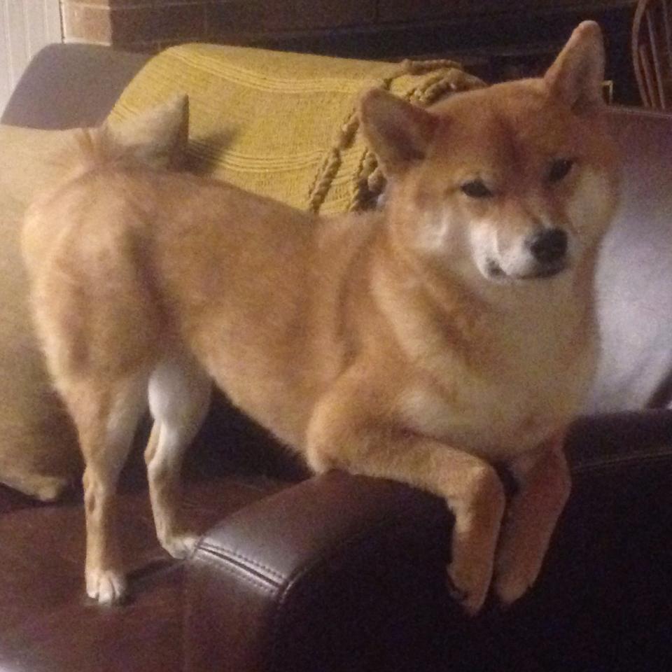 米切尔将继续提升投篮选择减少出手犹豫,米切尔投篮教学