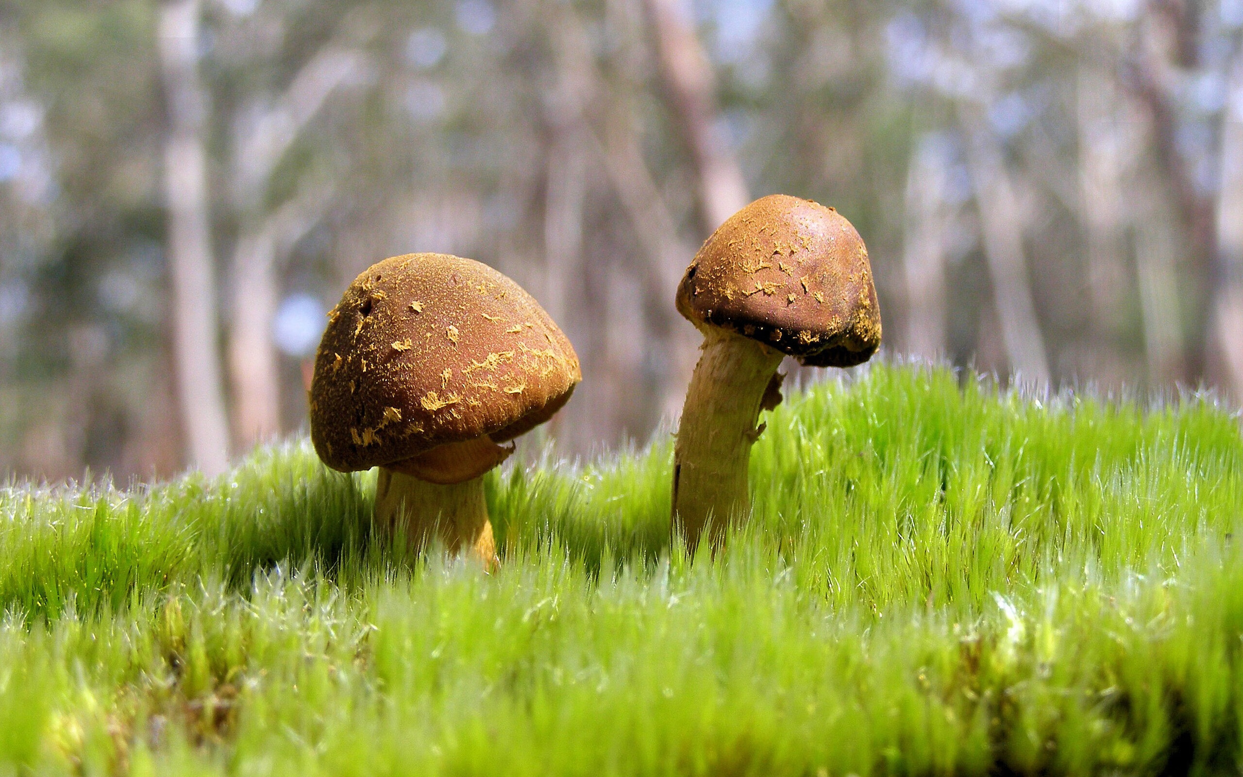 KAIYUNAPP-美洲杯明星多场精彩：突破、助攻、精彩纷呈！，美洲杯明星球员